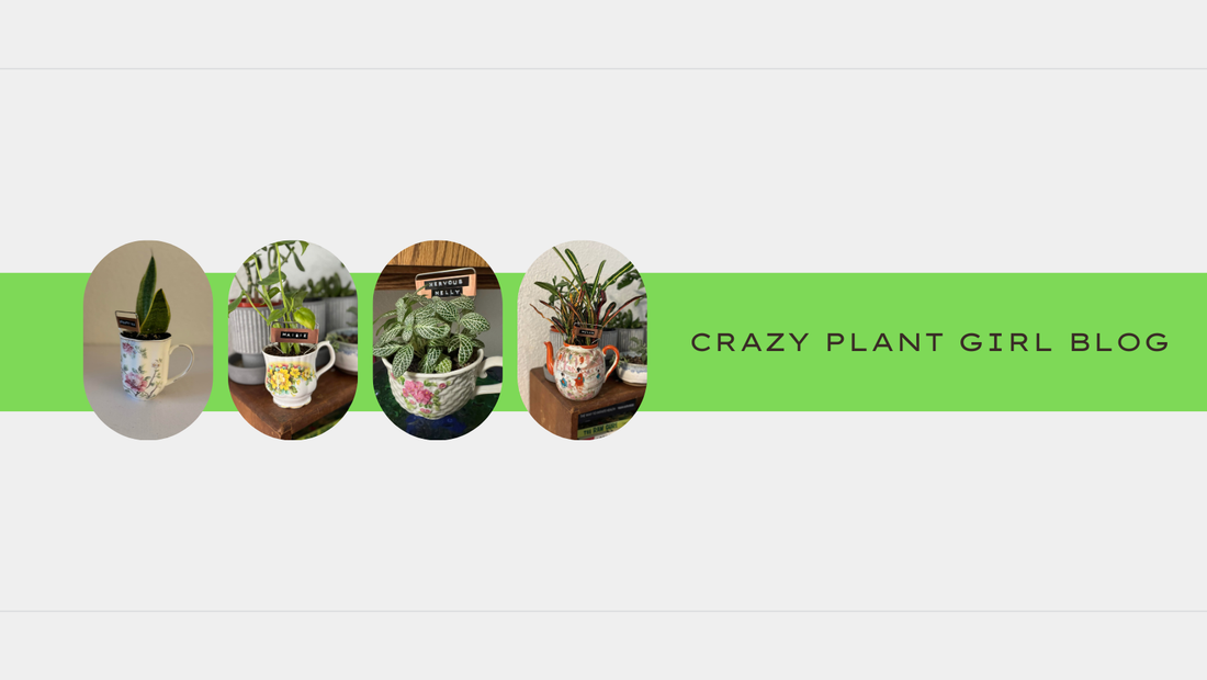 Welcome to Rerooted & Co