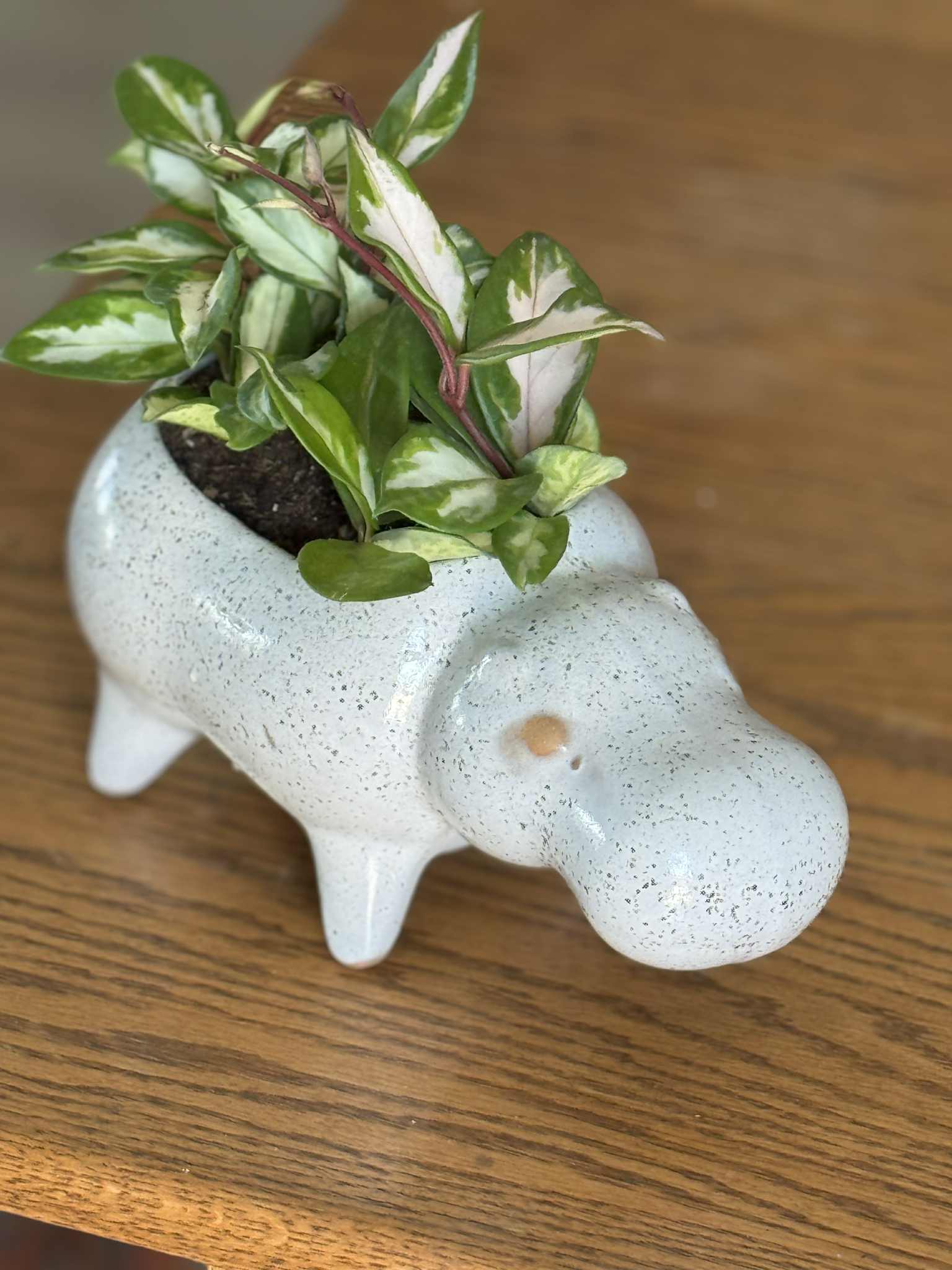 $40 Plants in Larger Vintage Vessels or a Very Special Vessel