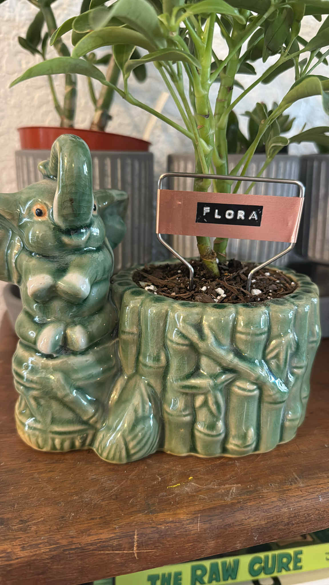 $35 Plant in Vintage Teapot or Other Larger Vessel