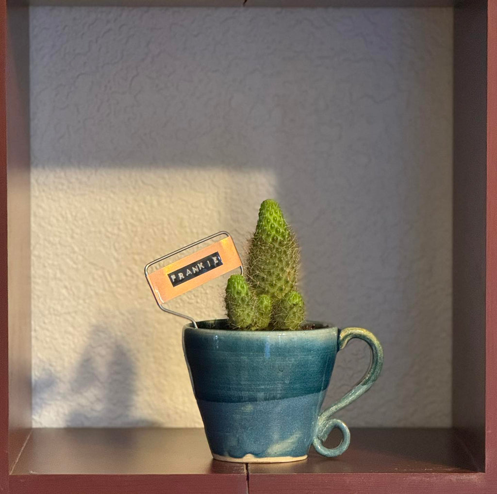 $20 Plant in Vintage or Handmade Vessel