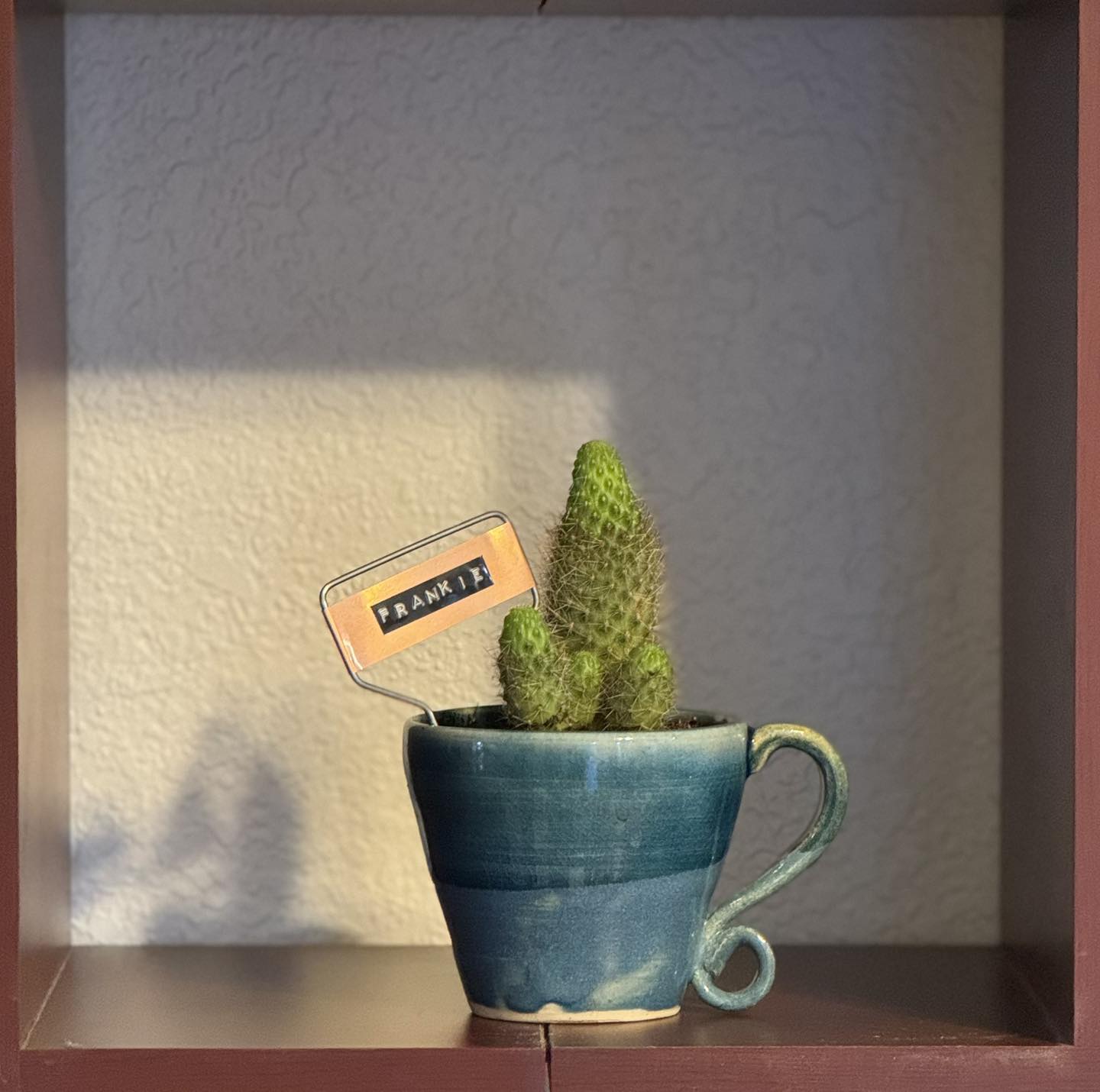 $20 Plant in Vintage or Handmade Vessel