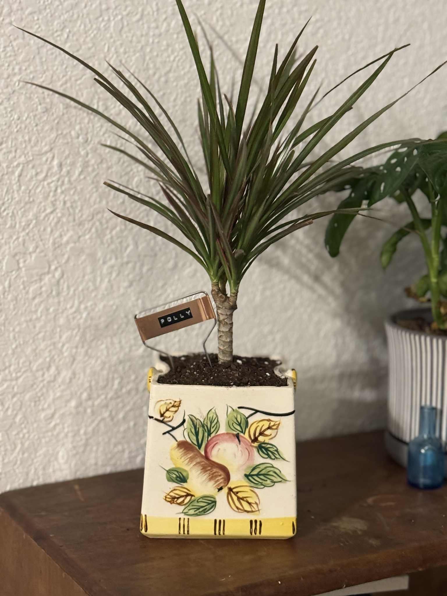 $35 Plant in Vintage Teapot or Other Larger Vessel