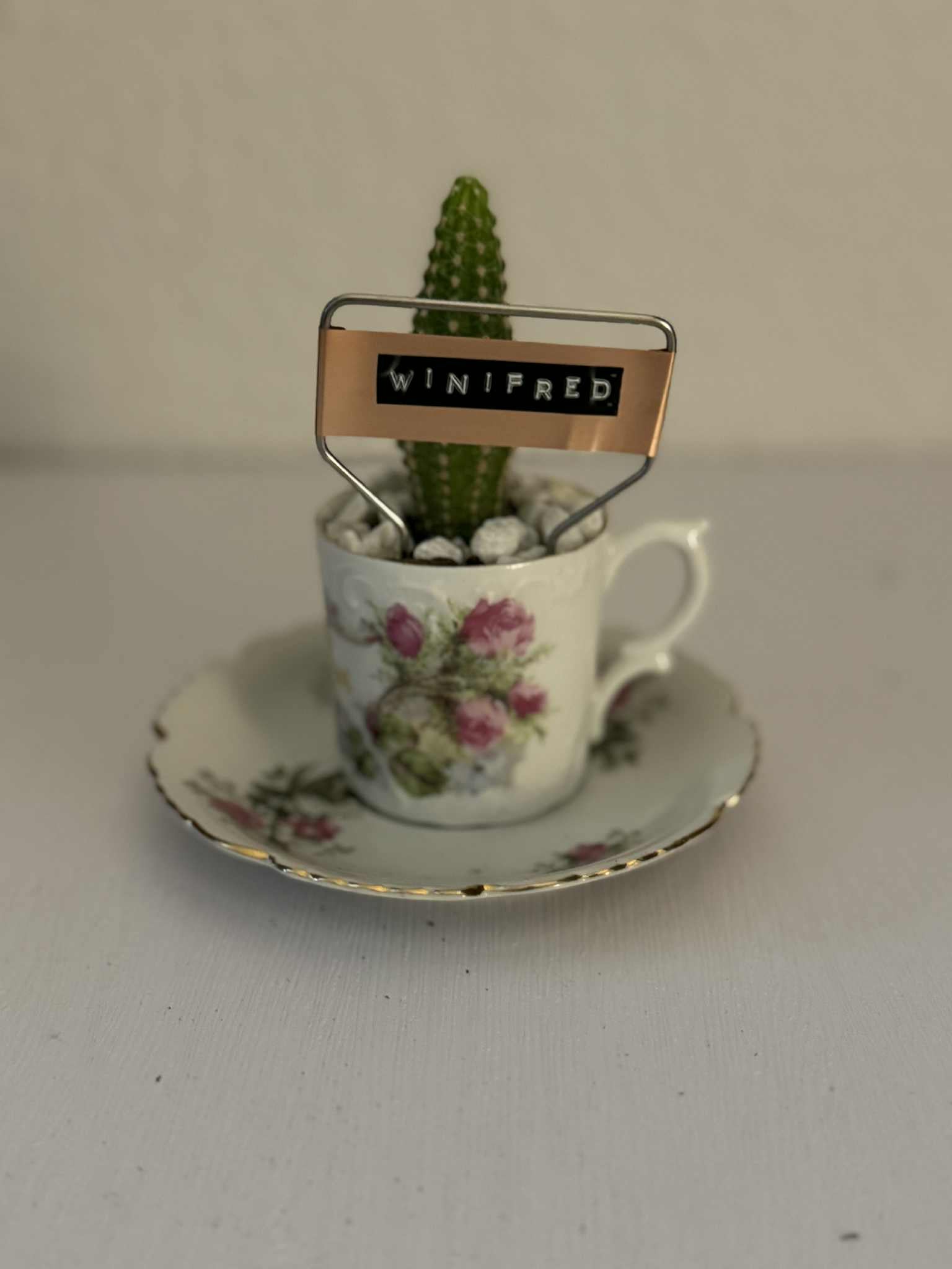 $10 Plant in Vintage or Handmade Vessel