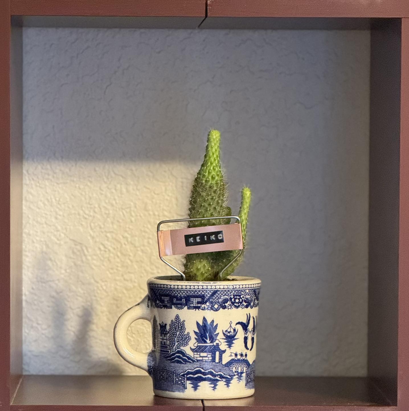 $20 Plant in Vintage or Handmade Vessel