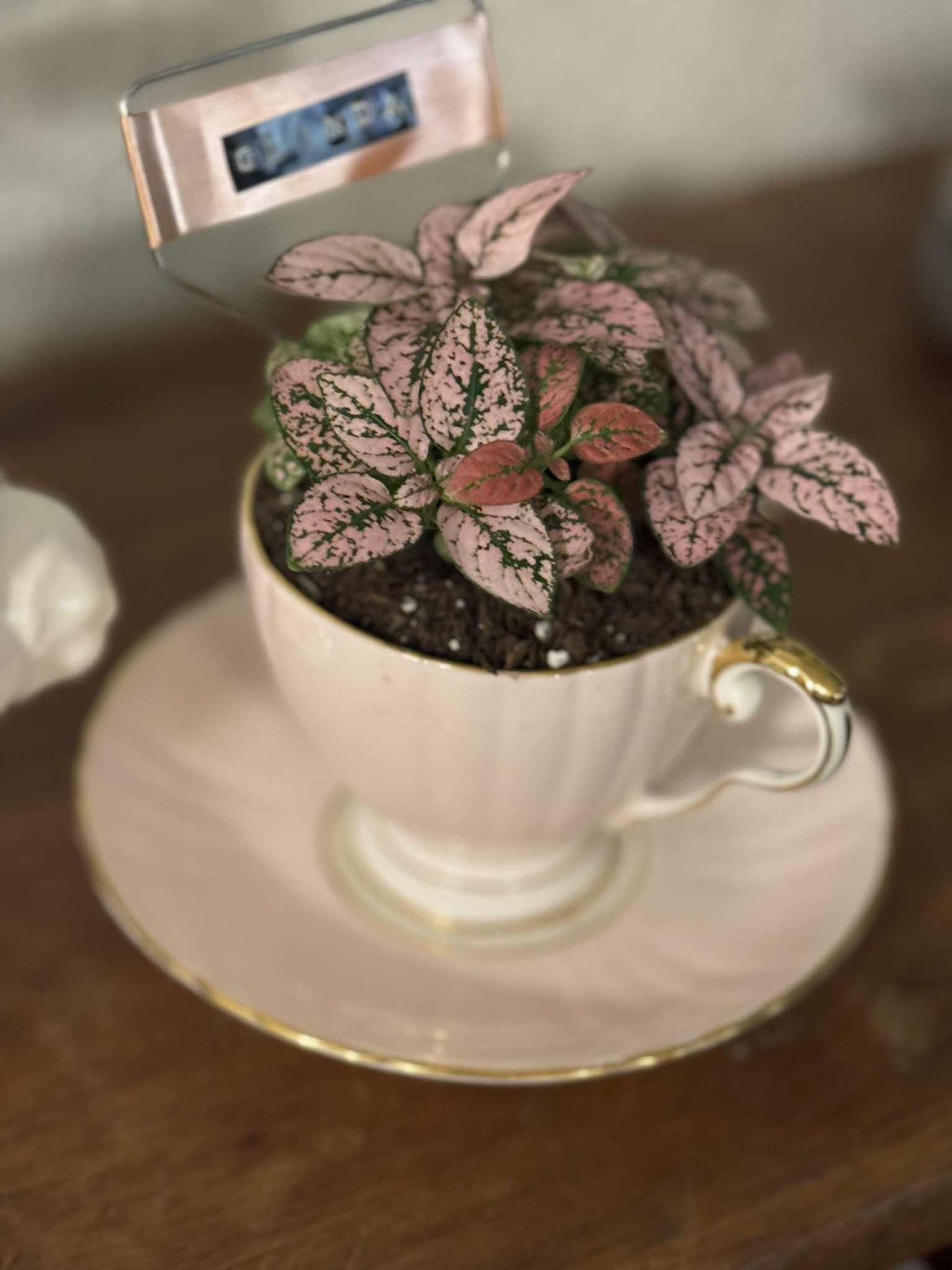 $25 Plant in a Vintage Vessel or Handmade Pot