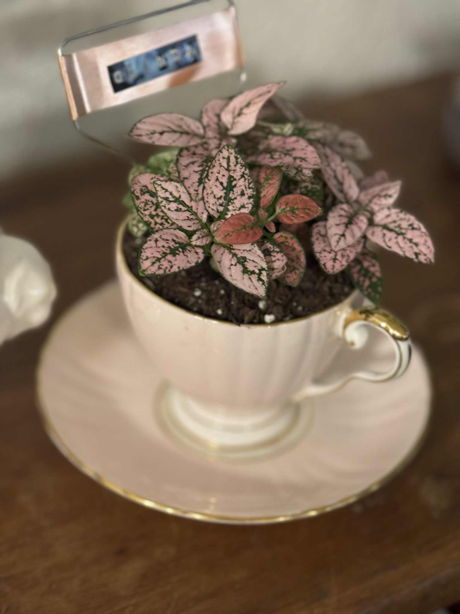 $25 Plant in a Vintage Vessel or Handmade Pot