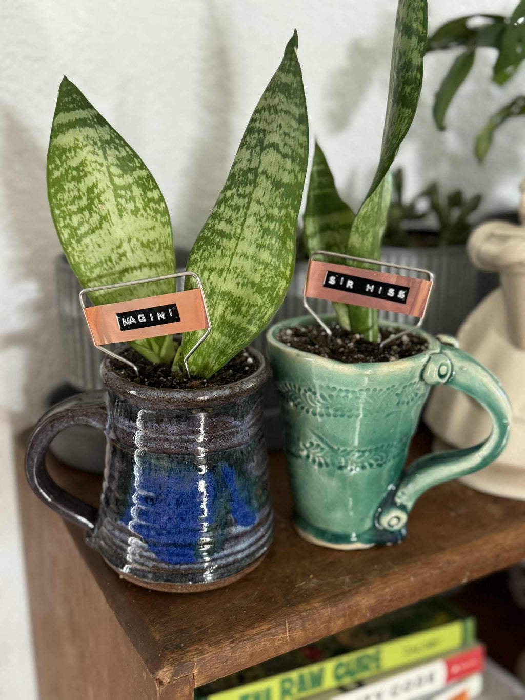 $20 Plant in Vintage or Handmade Vessel