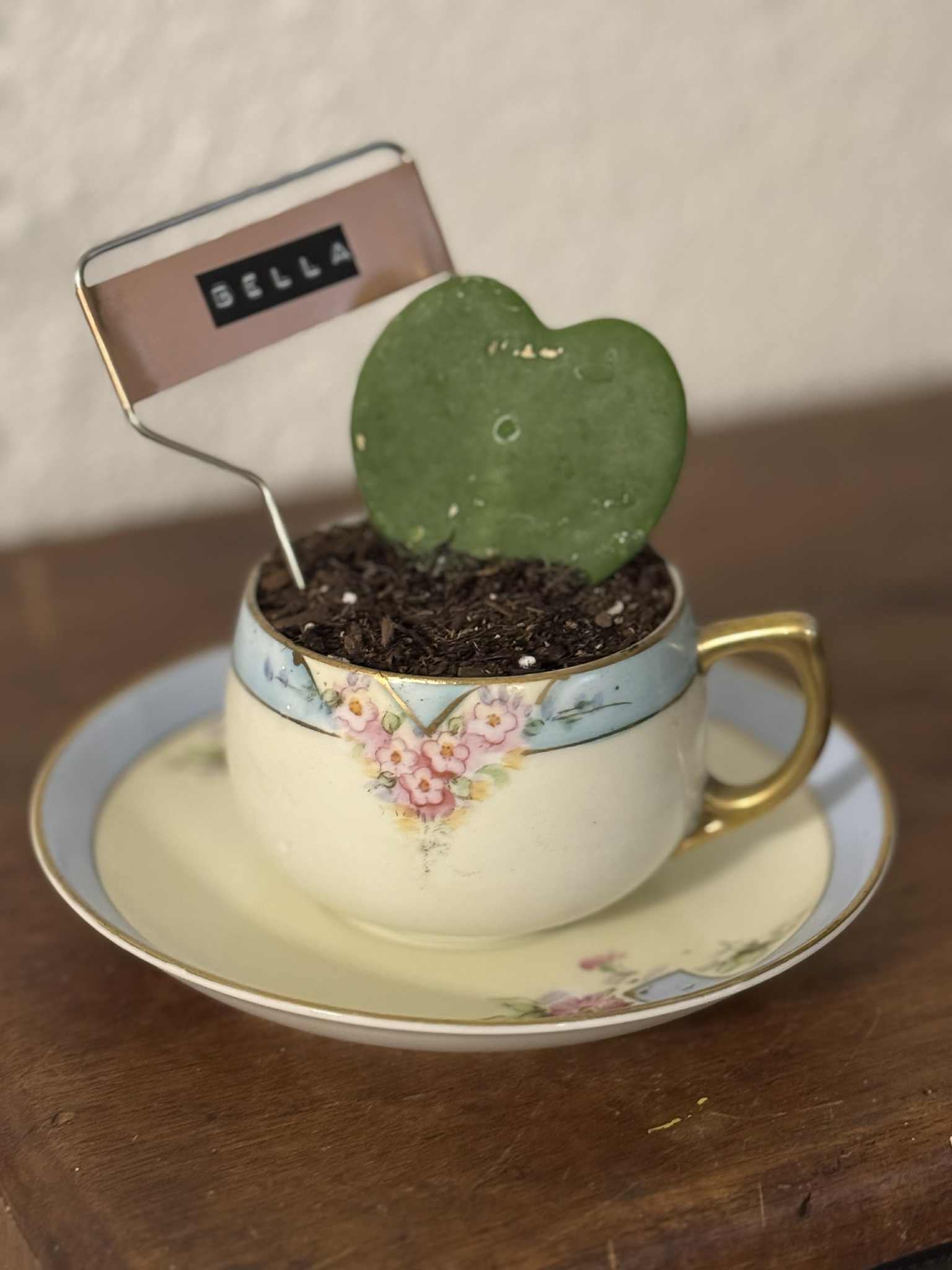 $25 Plant in a Vintage Vessel or Handmade Pot