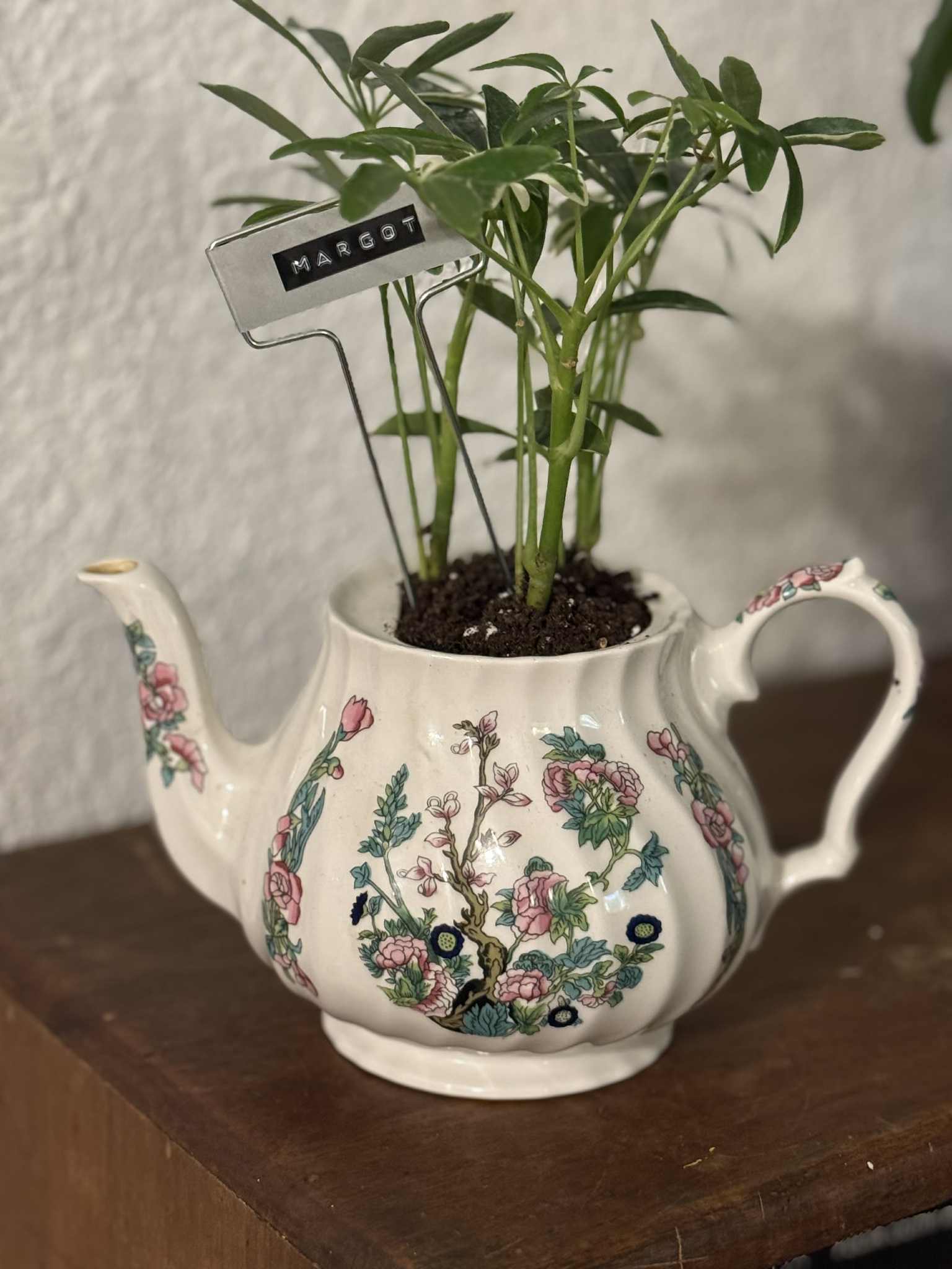 $35 Plant in Vintage Teapot or Other Larger Vessel