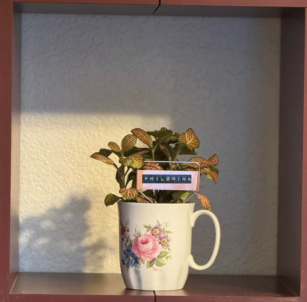 $20 Plant in Vintage or Handmade Vessel