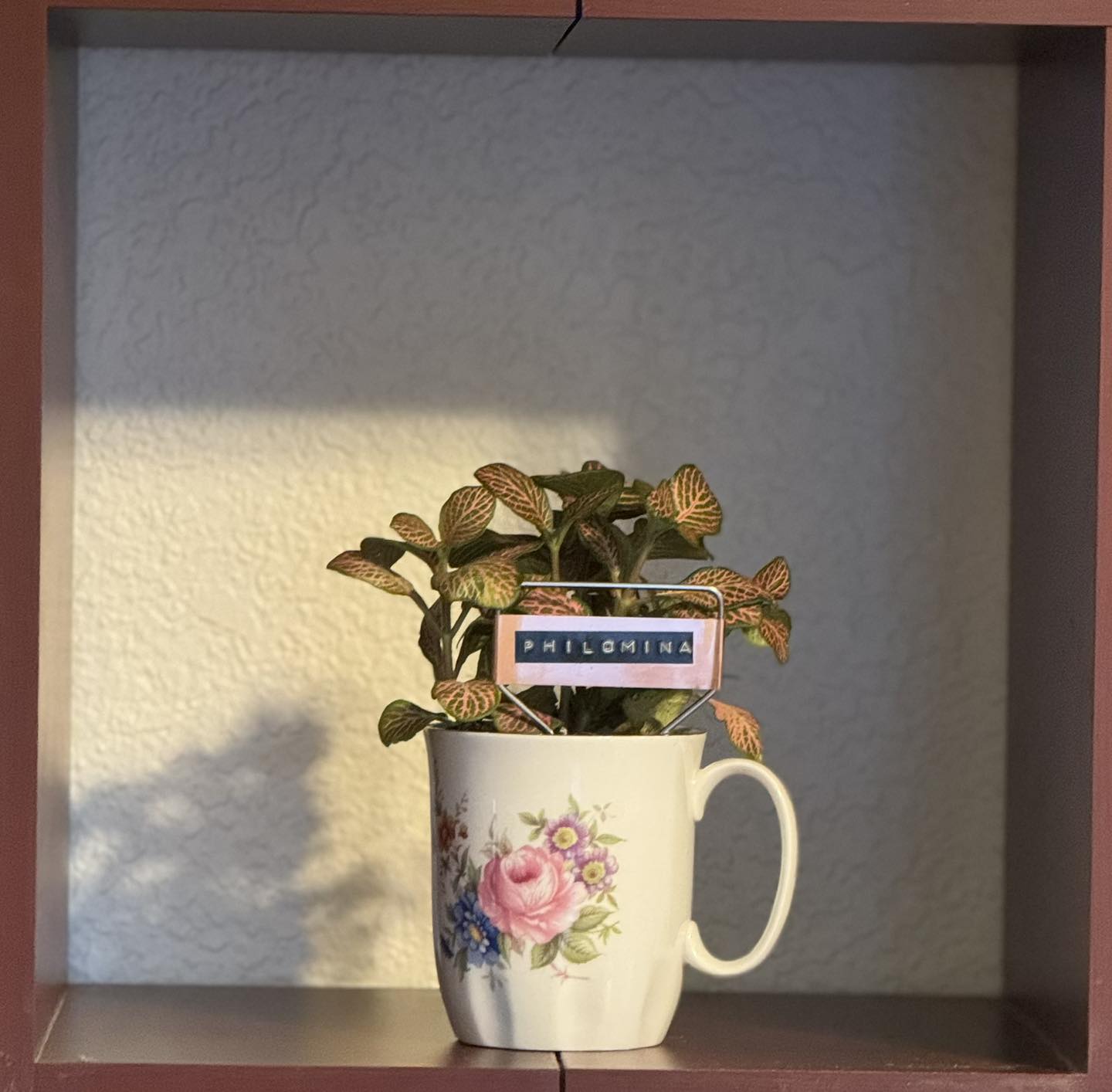 $20 Plant in Vintage or Handmade Vessel