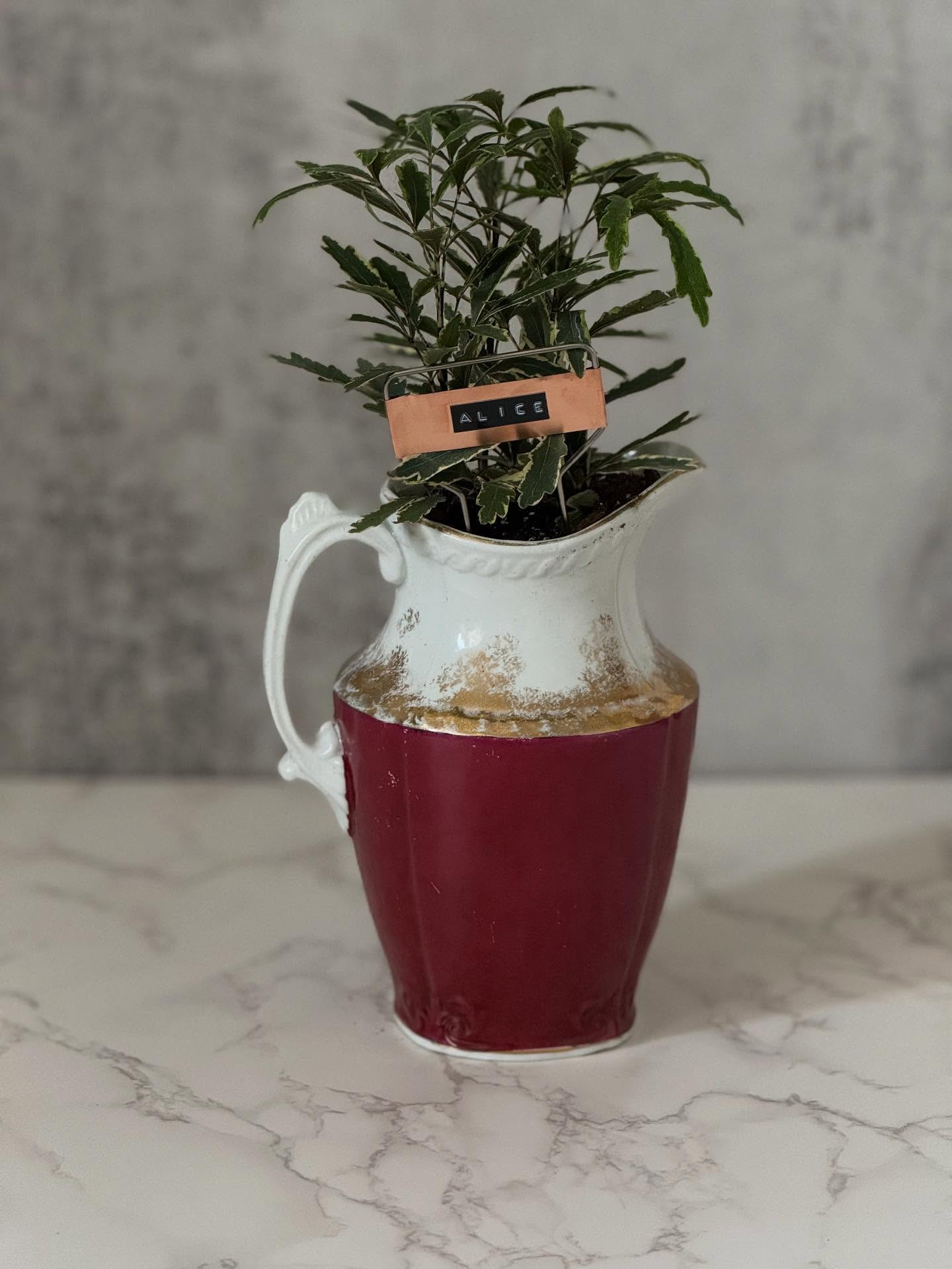 $35 Plant in Vintage Teapot or Other Larger Vessel