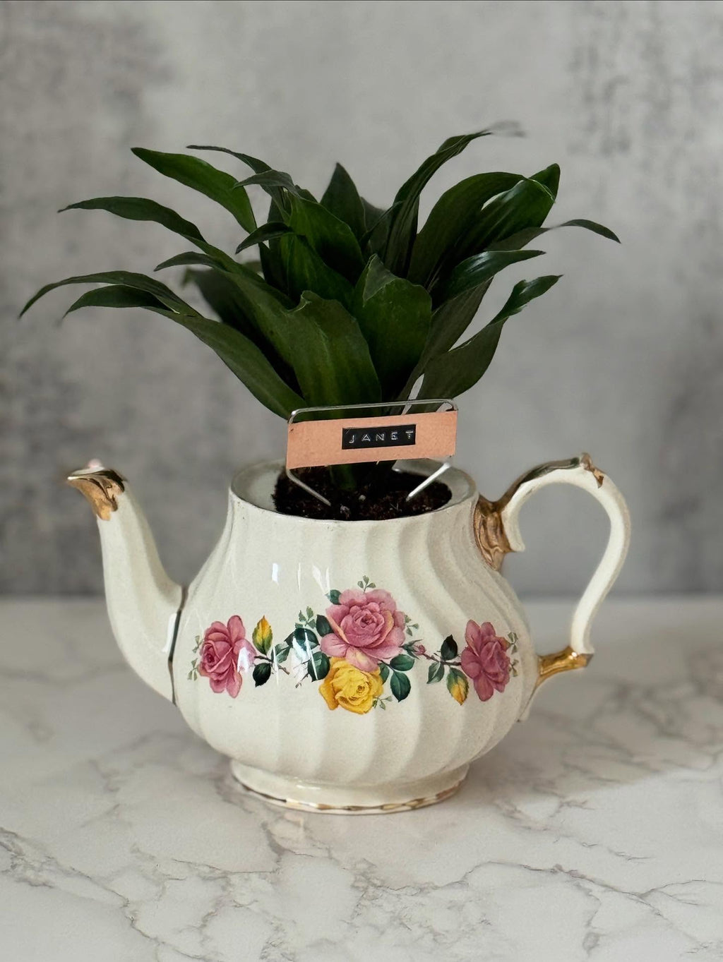 $35 Plant in Vintage Teapot or Other Larger Vessel