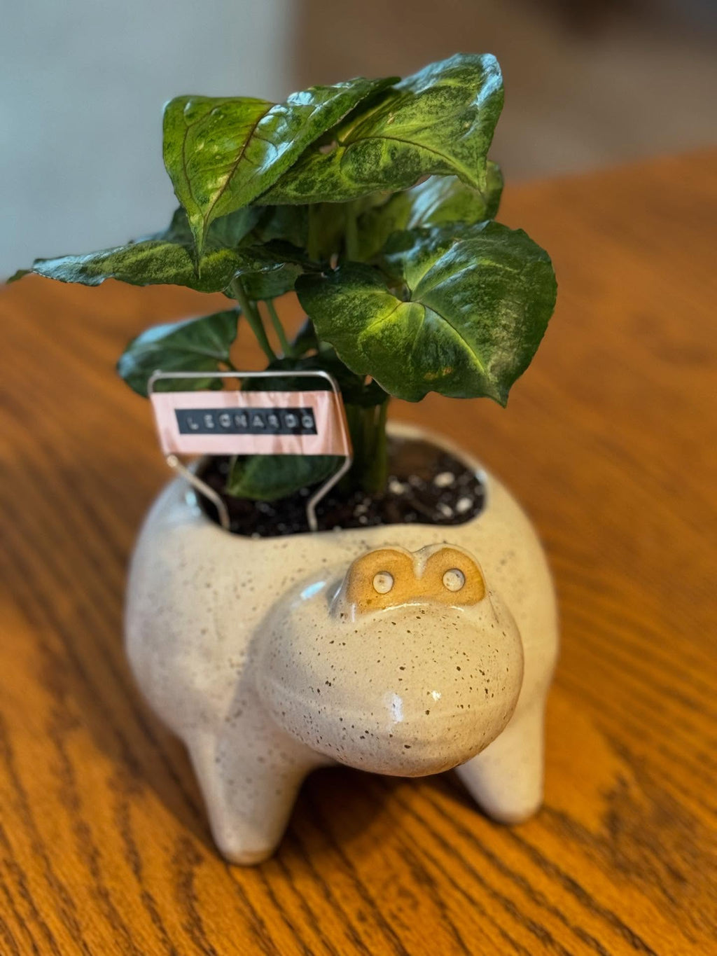 $40 Plants in Larger Vintage Vessels or a Very Special Vessel