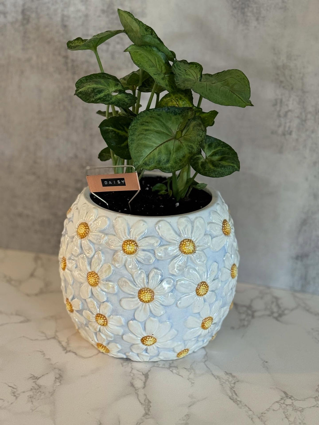 $40 Plants in Larger Vintage Vessels or a Very Special Vessel