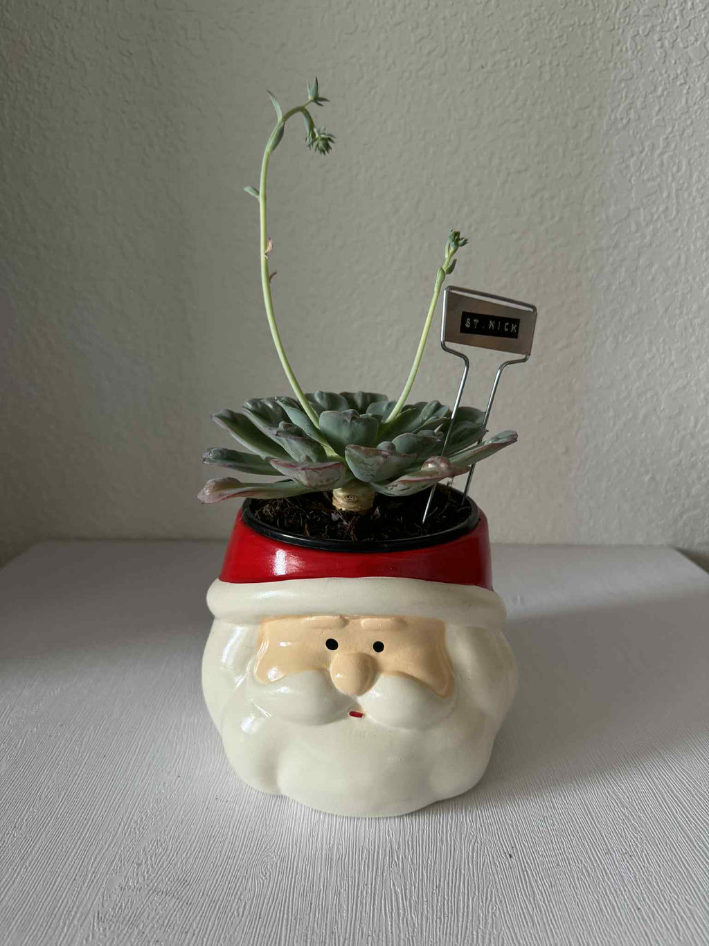 $40 Plants in Larger Vintage Vessels or a Very Special Vessel